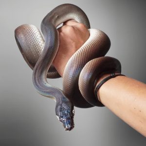 Dálber's python (Leiopython hoserae)