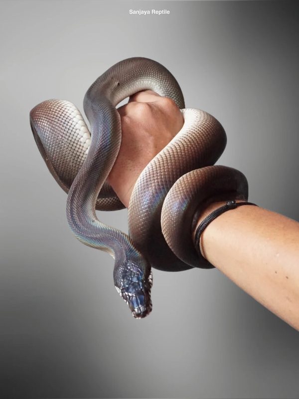 Dálber's python (Leiopython hoserae)