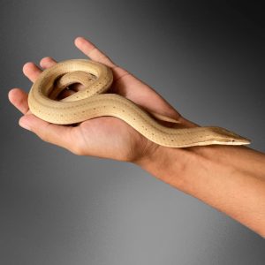 Burton’s Legless Lizard (Lialis burtonis)