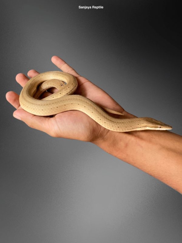 Burton’s Legless Lizard (Lialis burtonis)