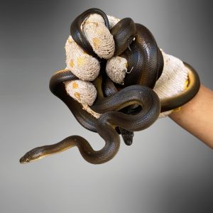 Water Python (Liasis fuscus)