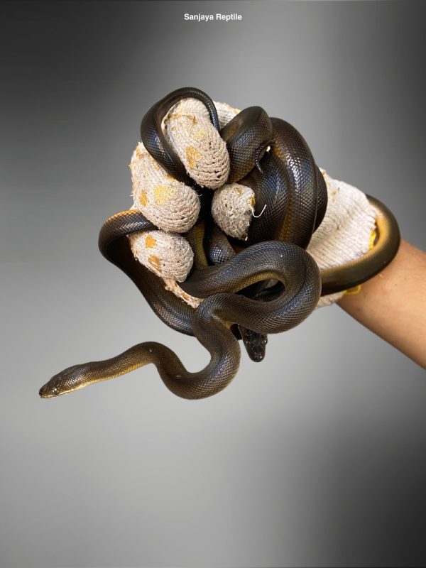 Water Python (Liasis fuscus)