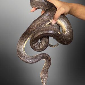 Macklot Python (Liasis mackloti)