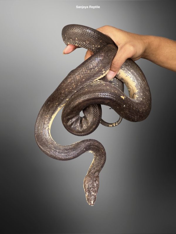 Macklot Python (Liasis mackloti)
