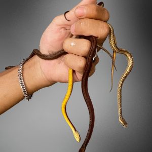 Mock Viper Snake (Psammodynastes pulverulentus)