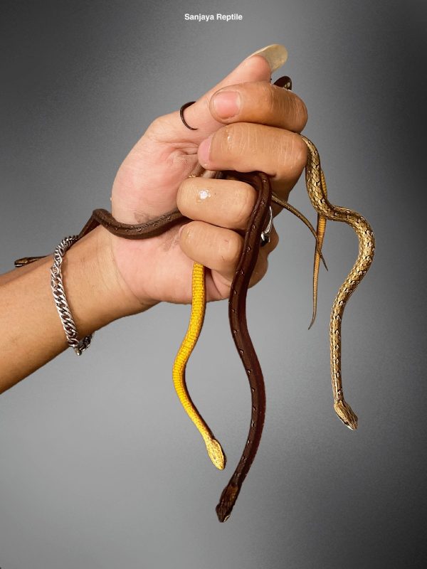 Mock Viper Snake (Psammodynastes pulverulentus)