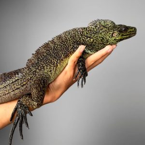 Sailfin Lizard (Hydrosaurus amboinensis)