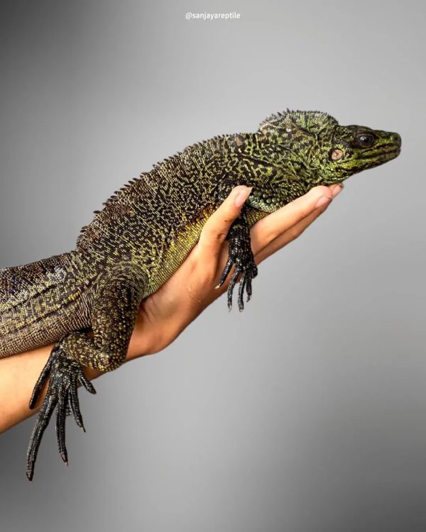 Sailfin Lizard (Hydrosaurus amboinensis)