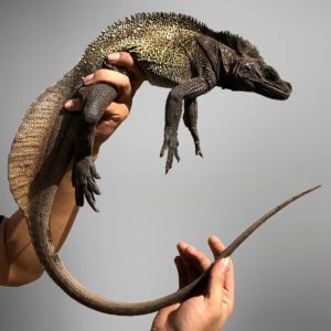Sailfin Lizard (Hydrosaurus celebensis)