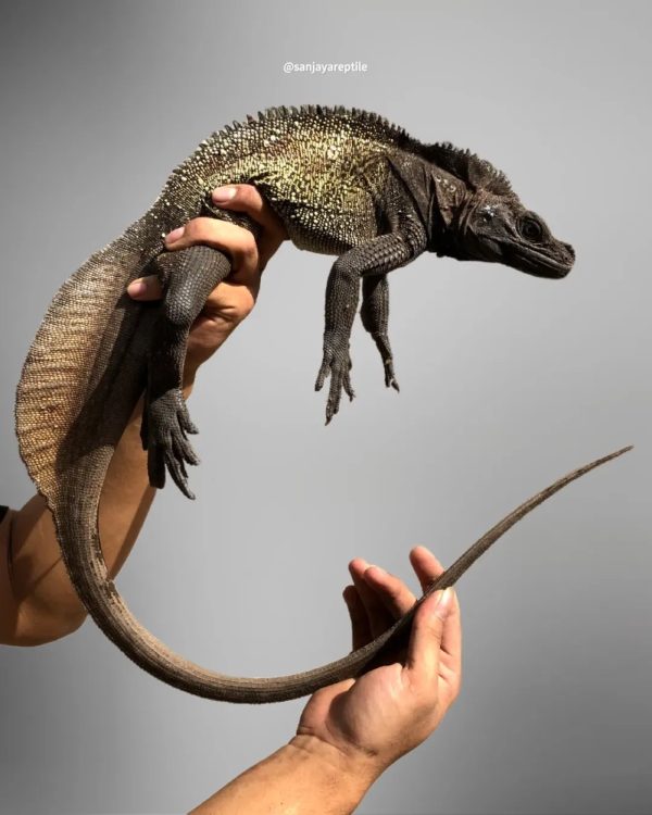Sailfin Lizard (Hydrosaurus celebensis)