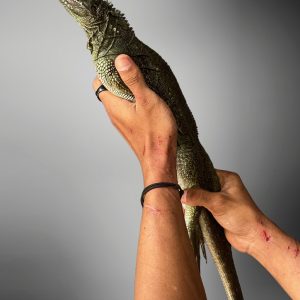 Sailfin Lizard (Hydrosaurus weberi)