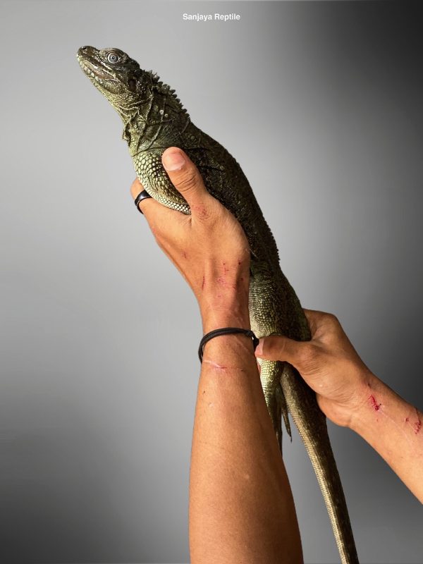 Sailfin Lizard (Hydrosaurus weberi)