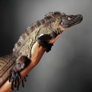 Sailfin Lizard (Hydrosaurus microlophus)