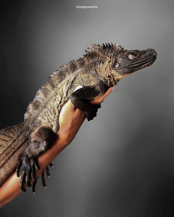 Sailfin Lizard (Hydrosaurus microlophus)