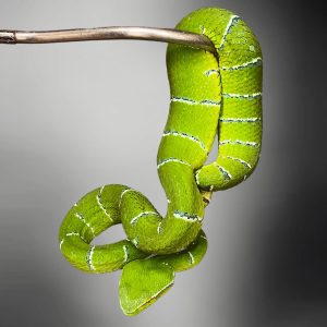 Bornean Pit Viper (Tropidolaemus subannulatus)