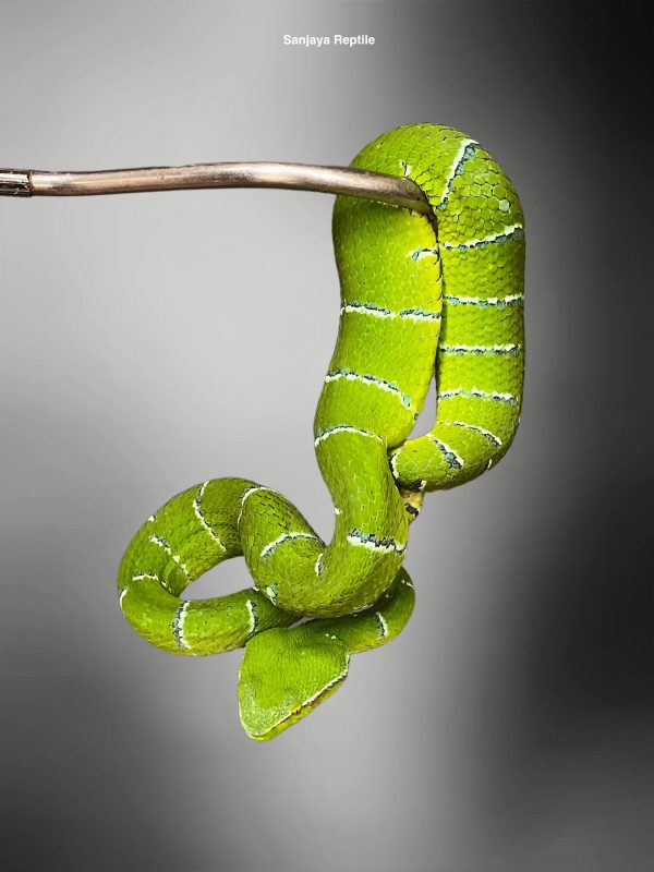 Bornean Pit Viper (Tropidolaemus subannulatus)