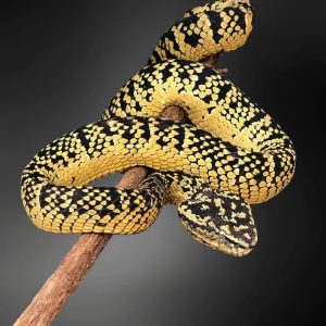 Sumatra Wagler Viper (Tropidolaemus wagleri)