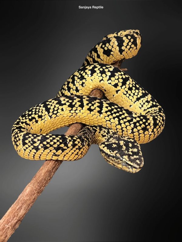 Sumatra Wagler Viper (Tropidolaemus wagleri)