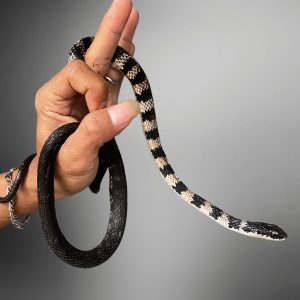 Halmahera Keelback (Tropidonophis halmahericus)