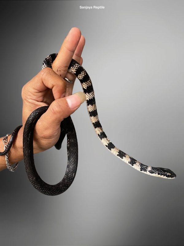 Halmahera Keelback (Tropidonophis halmahericus)