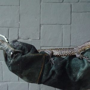 Blue Tailed Monitor Sorong (Varanus doreanus)