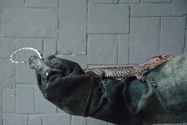Blue Tailed Monitor Sorong (Varanus doreanus)