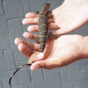 Dumeril Monitor (Varanus dumerili)