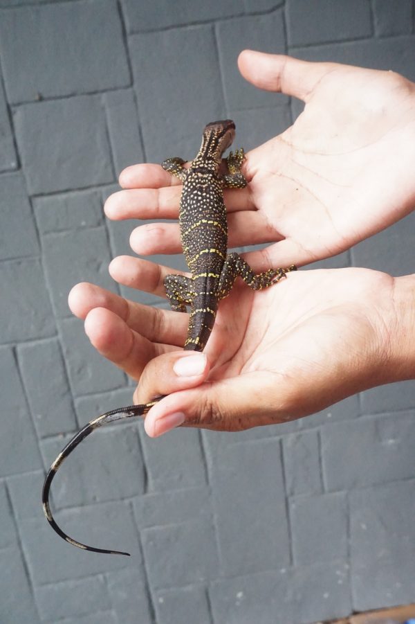 Dumeril Monitor (Varanus dumerili)