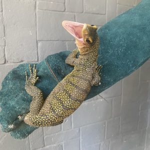 Peach-throat Monitor (Varanus jobiensis)