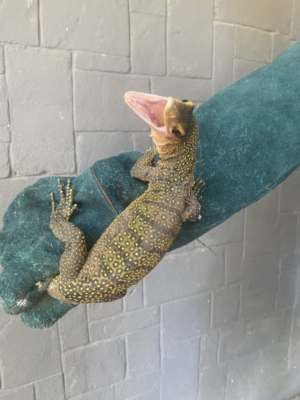 Peach-throat Monitor (Varanus jobiensis)