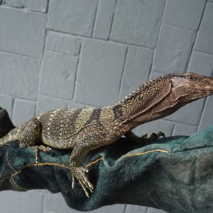Rough-neck Monitor (Varanus rudicollis)