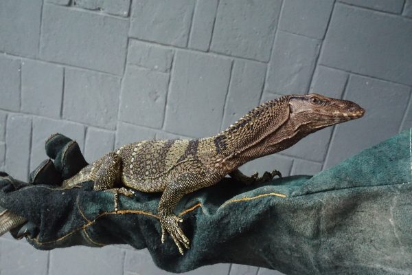 Rough-neck Monitor (Varanus rudicollis)