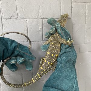 Crocodile Monitor (Varanus salvadori)