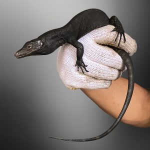Morph-Black Dragon (Varanus salvator)