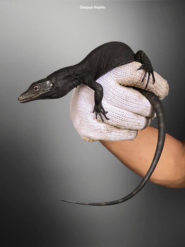 Morph-Black Dragon (Varanus salvator)