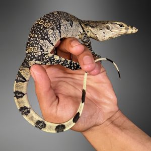 Morph-Marbel (Varanus salvator)