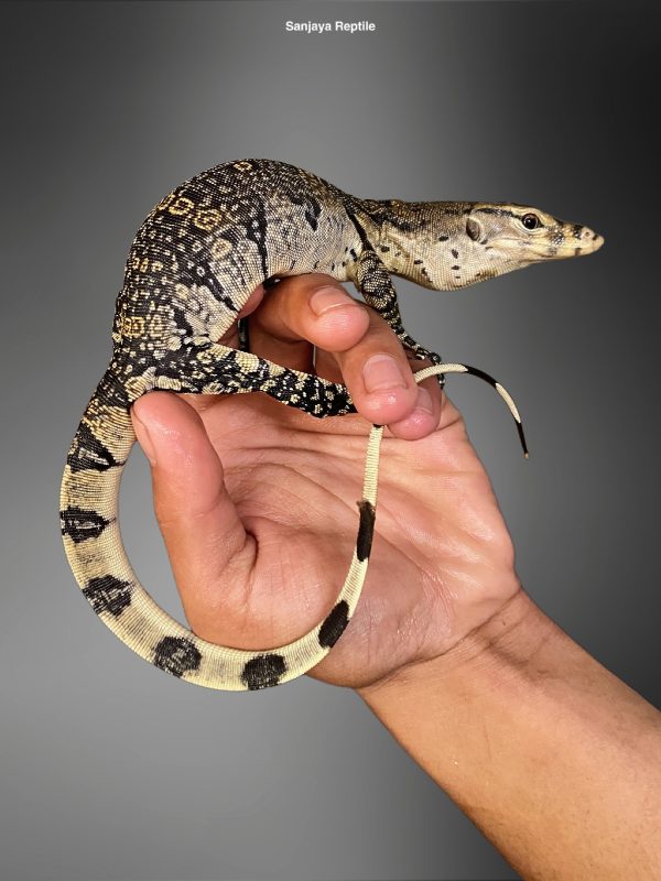 Morph-Marbel (Varanus salvator)