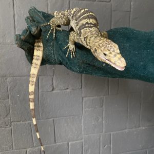 Morph Sulphur (Varanus salvator)