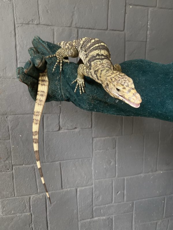 Morph Sulphur (Varanus salvator)
