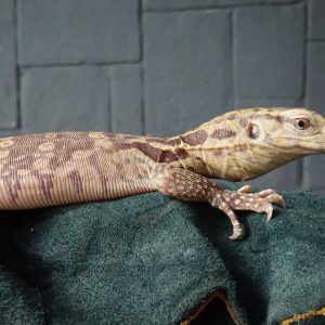 Morph T+ Albino (Varanus salvator)