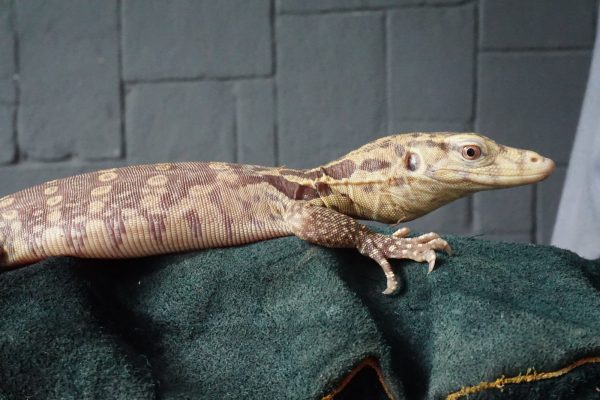 Morph T+ Albino (Varanus salvator)