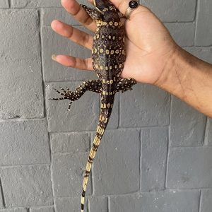 Water Monitor Java (A) (Varanus salvator)