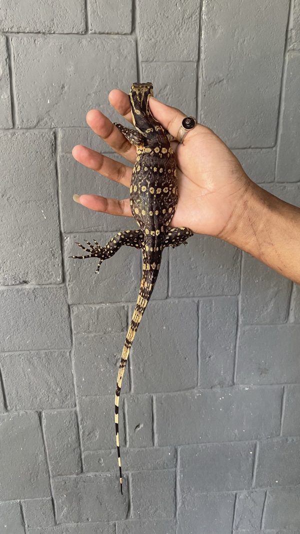 Water Monitor Java (A) (Varanus salvator)