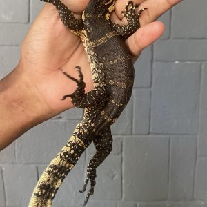 Water Monitor Madura (B) (Varanus salvator)