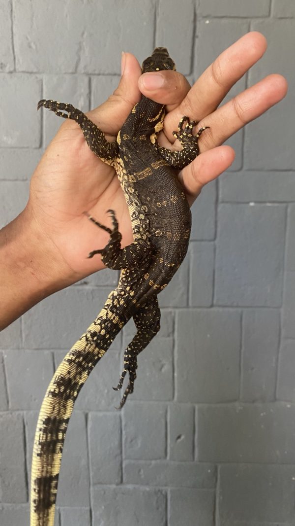 Water Monitor Madura (B) (Varanus salvator)