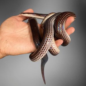 Sunbeam Snake (Xenopeltis unicolor)