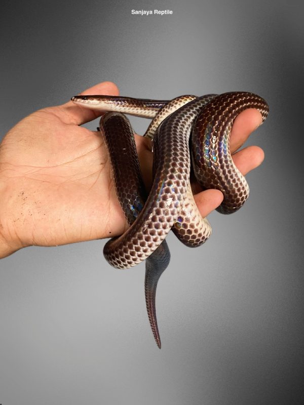 Sunbeam Snake (Xenopeltis unicolor)