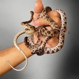 Boiga multomaculata | Many Spotted Cat Snake
