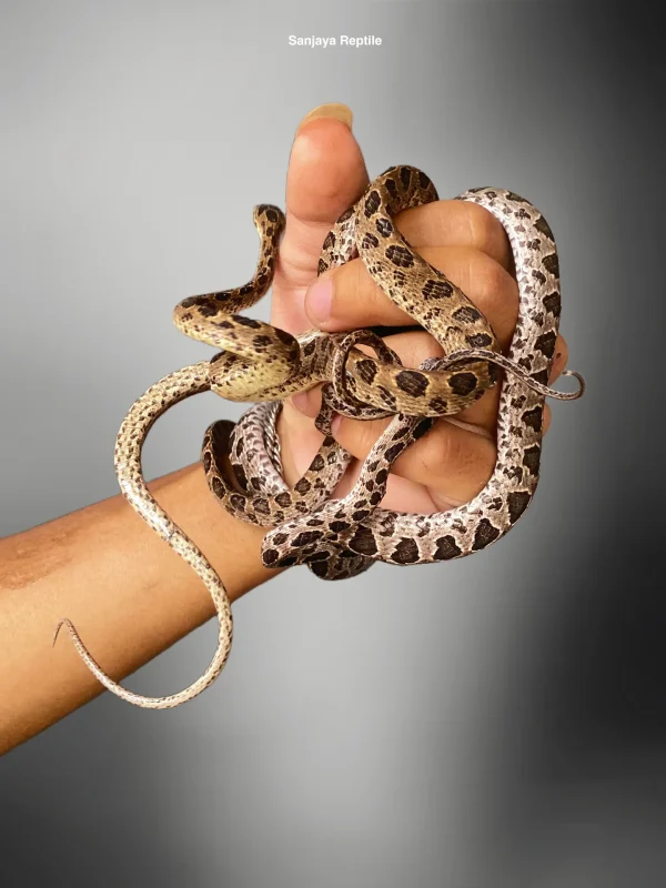 Boiga multomaculata | Many Spotted Cat Snake