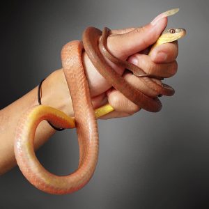 Boiga nigriceps | Green - Headed Red Cat Snake